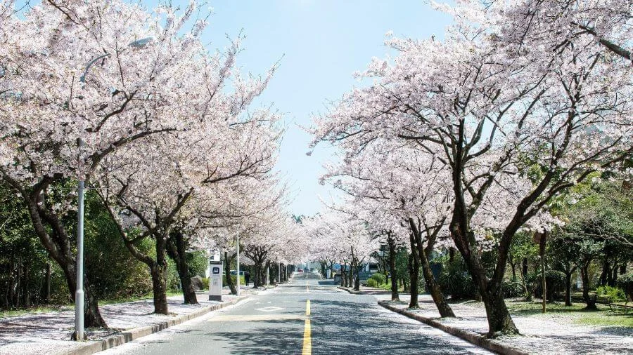 Đảo Jeju nổi tiếng là một trong những địa điểm đón mùa hoa anh đào sớm nhất cả nước