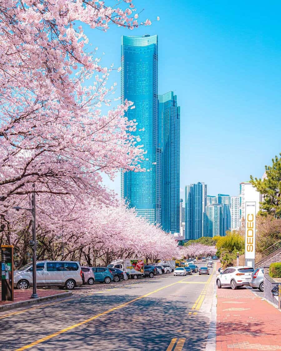 Busan là điểm dừng chân tuyệt vời cho những ai nóng lòng muốn đón mùa xuân và sắc hồng của hoa anh đào