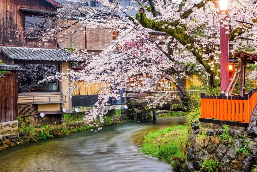 Điểm đặc biệt của Shinbashi Dori là sự kết hợp hoàn hảo giữa vẻ đẹp của hoa anh đào và kiến trúc truyền thống của Kyoto