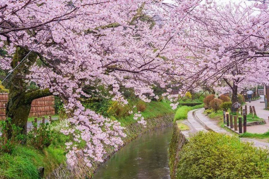 Tetsugaku-no-Michi là một trong những điểm ngắm hoa anh đào đẹp nhất và nổi tiếng nhất ở Kyoto