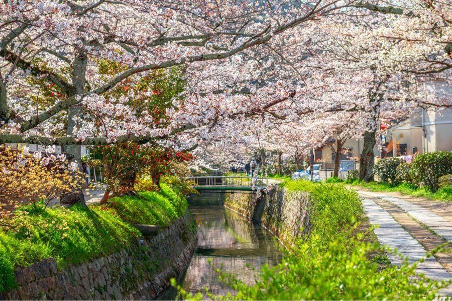 Vườn Bách thảo Kyoto là một điểm đến tuyệt vời để ngắm hoa anh đào vào mùa xuân