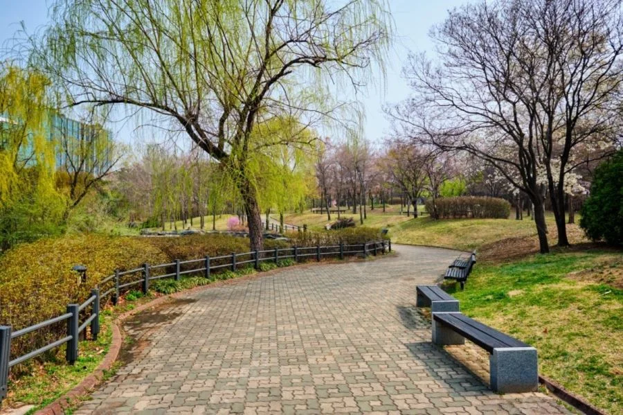 Nằm dọc theo bờ sông Hàn thơ mộng, công viên Yeouido như một ốc đảo xanh mát giữa lòng thành phố Seoul sôi động