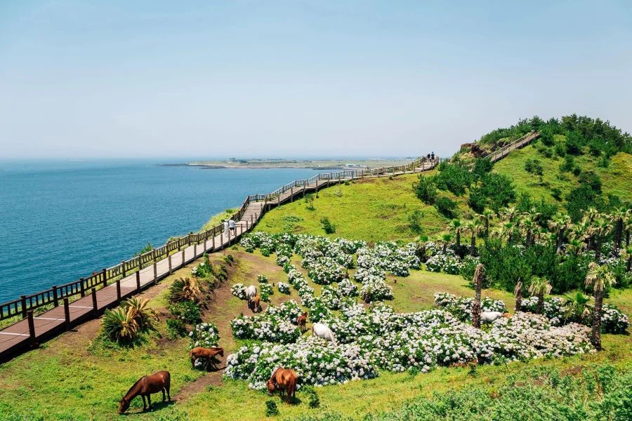 Nhắc đến du lịch Hàn Quốc mùa hè, không thể bỏ qua đảo Jeju - hòn đảo xinh đẹp được mệnh danh là 