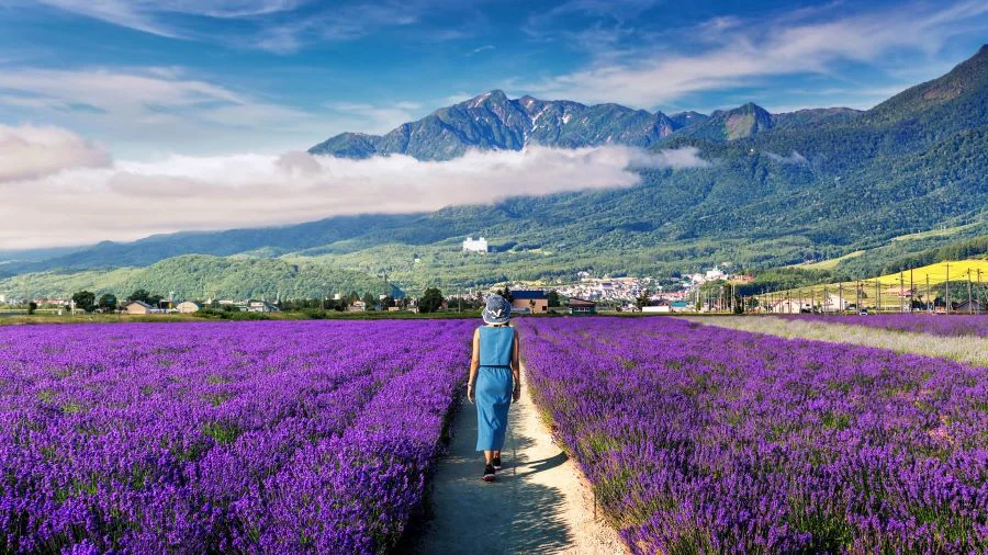Những cánh đồng hoa oải hương đẹp ở Nhật Bản từ lâu đã là tọa độ check-in không thể bỏ qua của nhiều du khách 