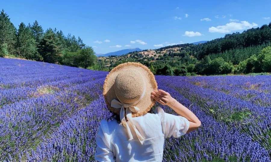 Những cánh đồng hoa Lavender ở Sault để lại ấn tượng sâu sắc trong lòng du khách với những thảm hoa tím biếc trải dài tít tắp