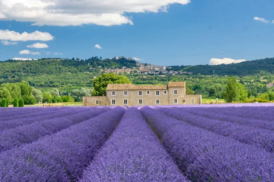 Những cánh đồng hoa Lavender nổi tiếng ở Pháp có sức hút kỳ lạ đối với đông đảo du khách 