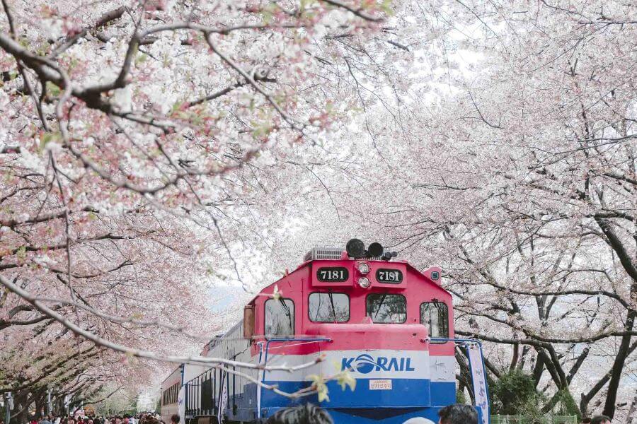 Jinhae - Thị trấn hoa anh đào rực rỡ tại xứ Hàn