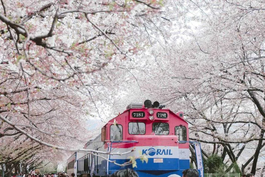 Jinhae - Thị trấn hoa anh đào rực rỡ tại xứ Hàn