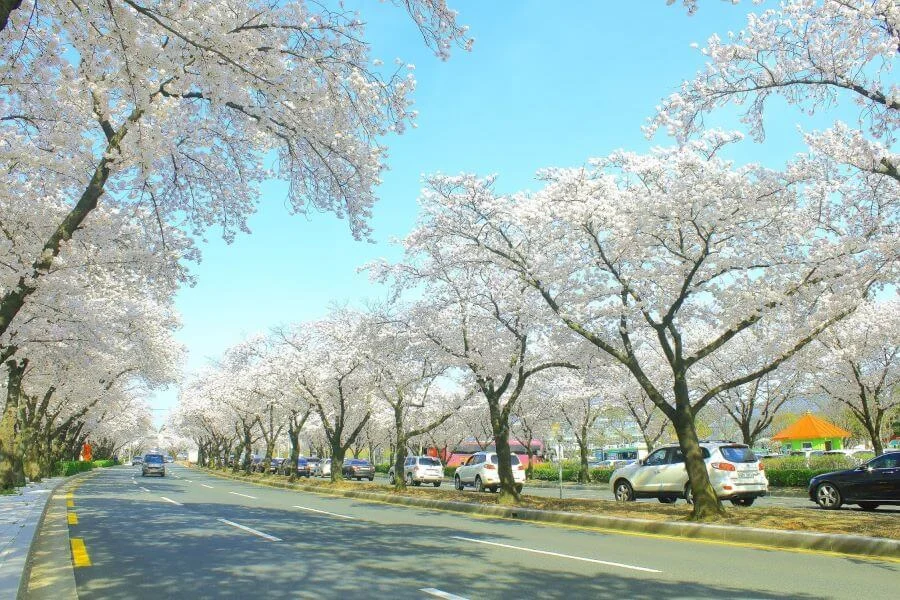 Gyeongju - Thành phố cổ kính nổi tiếng mà bạn không nên bỏ qua khi đến Hàn Quốc