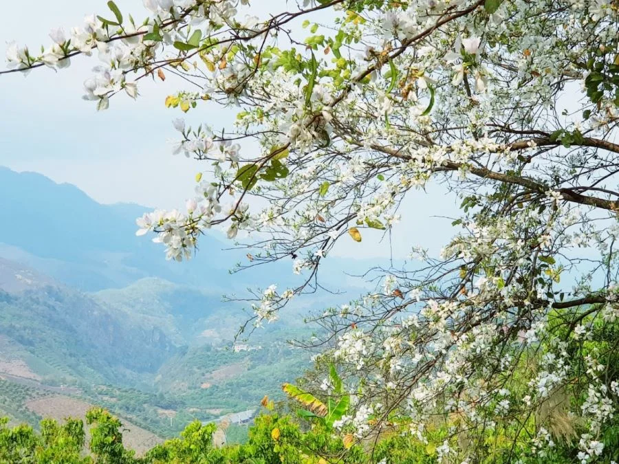 Mai Châu thơ mộng và bình yên mỗi khi mùa xuân