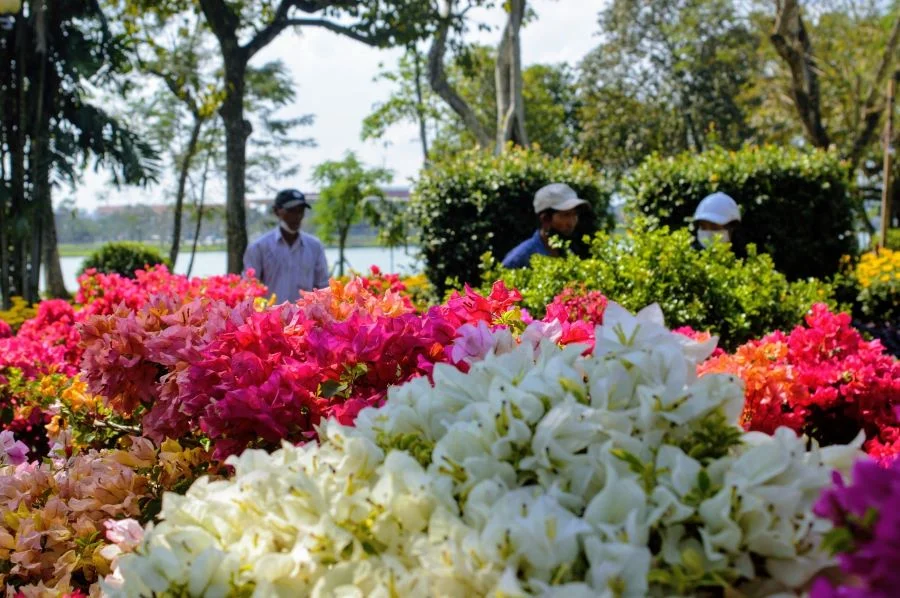 Rực rỡ sắc màu hoa tại Huế vào những ngày cận Tết