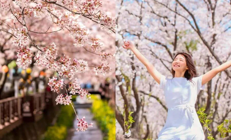 Hoa anh đào không chỉ là biểu tượng của mùa xuân mà còn là một nét đẹp văn hóa đặc trưng của người Hàn