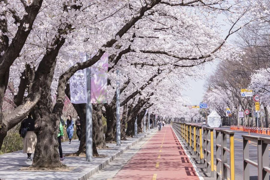 Lễ hội hoa anh đào Yeouido là một trải nghiệm văn hóa đặc sắc sẽ khiến bạn nhớ mãi về chuyến du lịch Hàn Quốc của mình