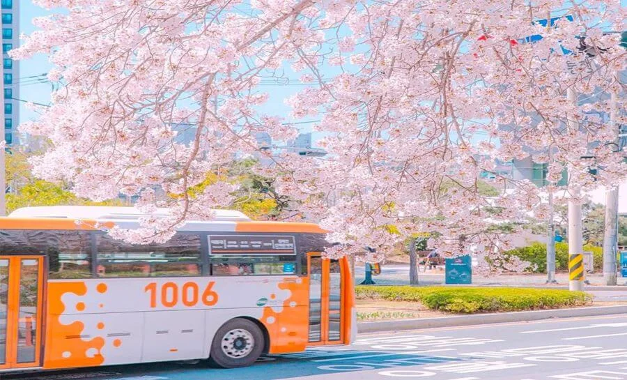 Lễ hội hoa anh đào ở công viên Daejeo là một điểm đến không thể bỏ qua cho những ai yêu thích vẻ đẹp của những cánh hoa anh đào nở rộ