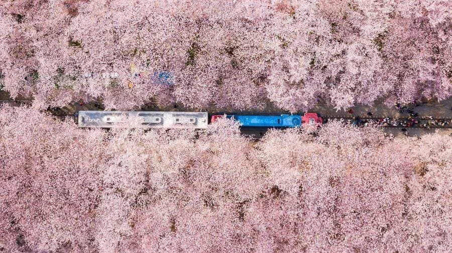 Lễ hội hoa anh đào Jinhae Gunhangje là một trong những lễ hội mùa xuân nổi tiếng tại Hàn Quốc