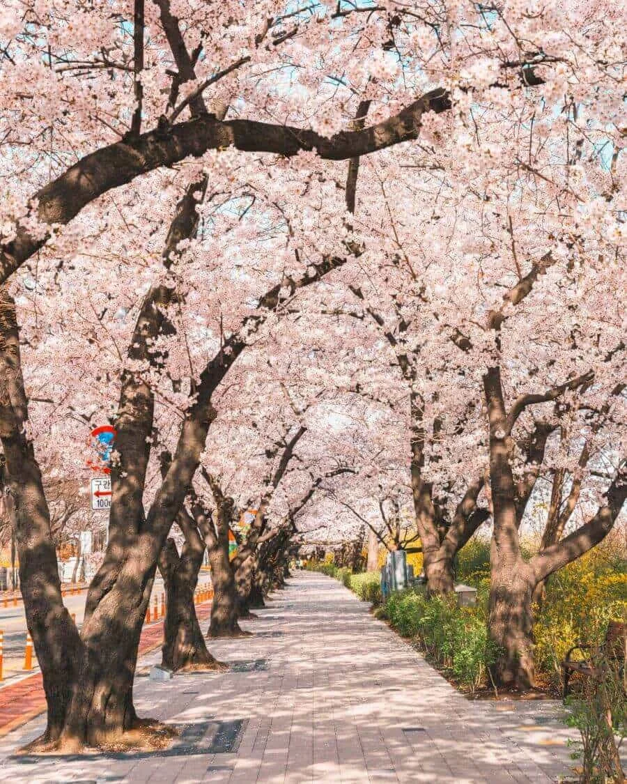 Lễ hội hoa anh đào Yeouido là một trong những lễ hội hoa mùa xuân nổi tiếng nhất ở Seoul