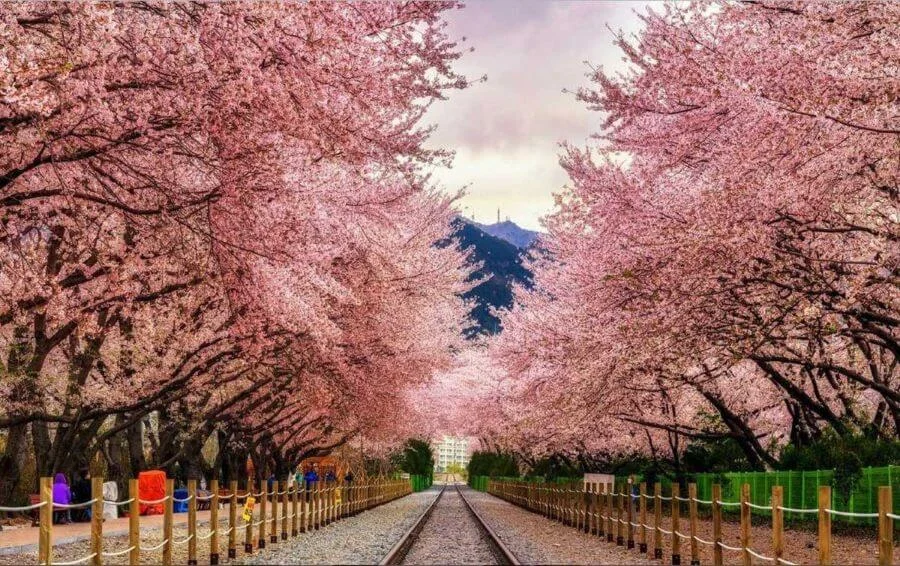 Hòn đảo Yeouido như được thay chiếc áo mới màu hồng trắng rực rỡ mỗi khi xuân về