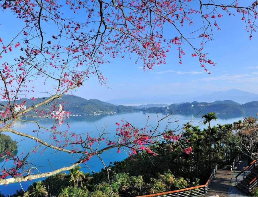 Hồ Nhật Nguyệt trở nên vô cùng quyến rũ khi những hàng hoa anh đào bắt đầu bung nở