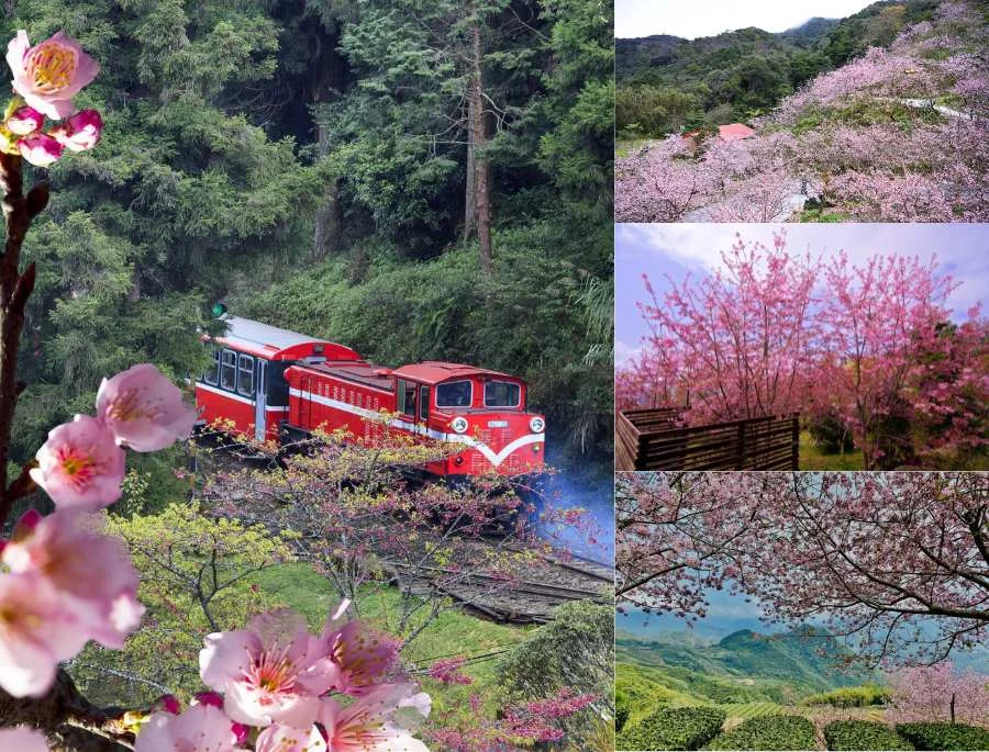 Alishan mang vẻ đẹp bình yên mỗi khi mùa xuân gõ cửa