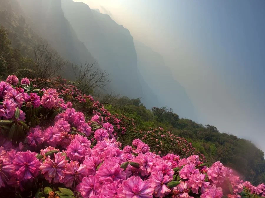 Ngắm hoa đỗ quyên rực rỡ trên núi Tả Liên