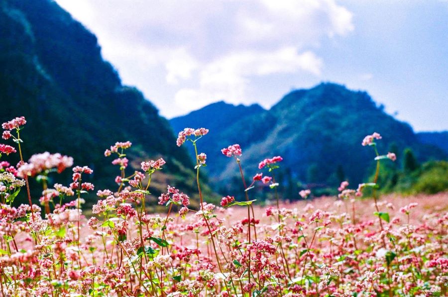 Mê mẩn với vẻ đẹp rực rỡ của mùa Hoa tam giác mạch Mộc Châu