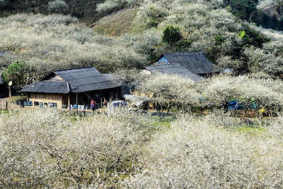 Du lịch Mộc Châu mùa hoa cải trắng nở rộ