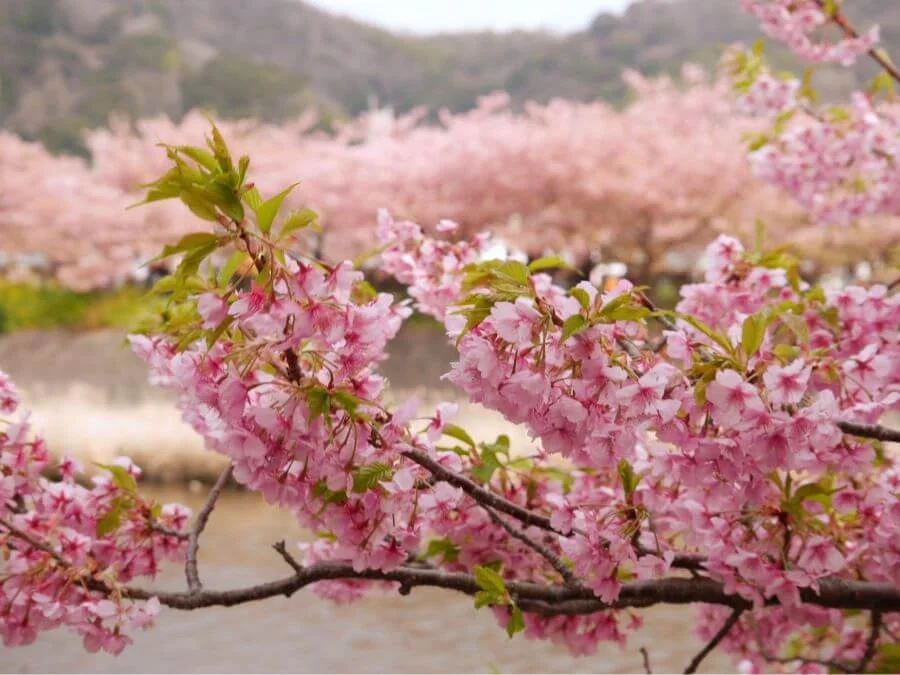 Đền thờ Kawazu Hachiman là một địa điểm ngắm hoa anh đào tuyệt đẹp ở Kawazu