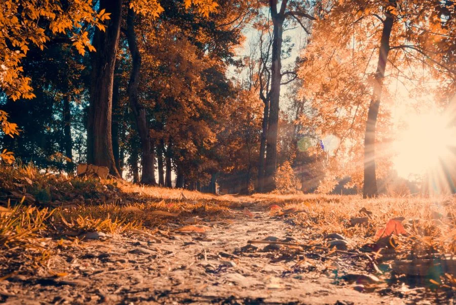 Không gian rừng Białowieża yên bình vào mùa thu
