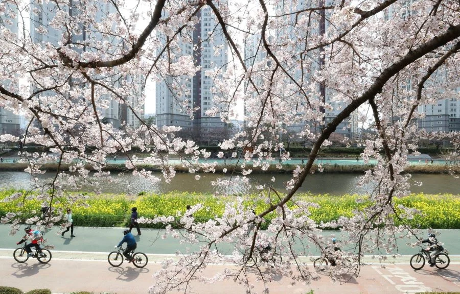 Suối nước nóng Oncheon - một trong những tọa độ rực rỡ nhất Busan vào mùa xuân