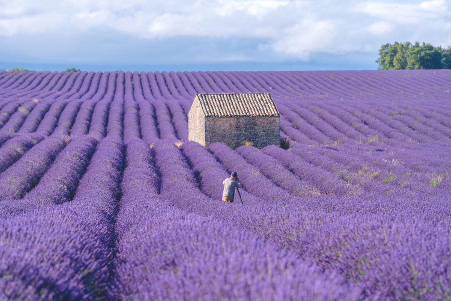 Mùa hoa Lavender tại Pháp là một trong những mùa đẹp nhất trong năm