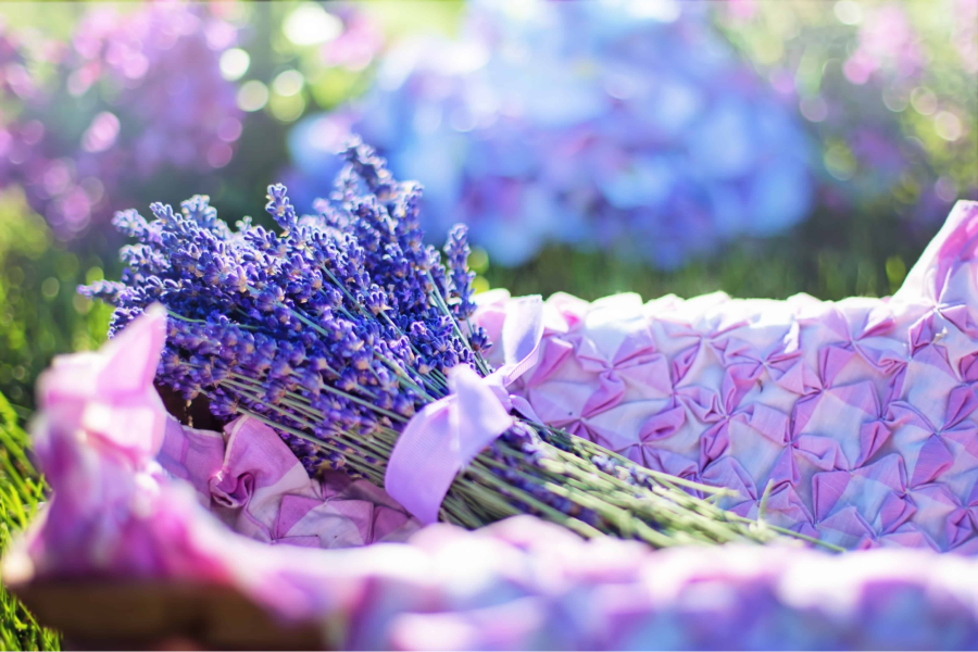 Hương thơm dịu nhẹ của hoa Lavender mang đến cho du khách cảm giác thư thái, dễ chịu