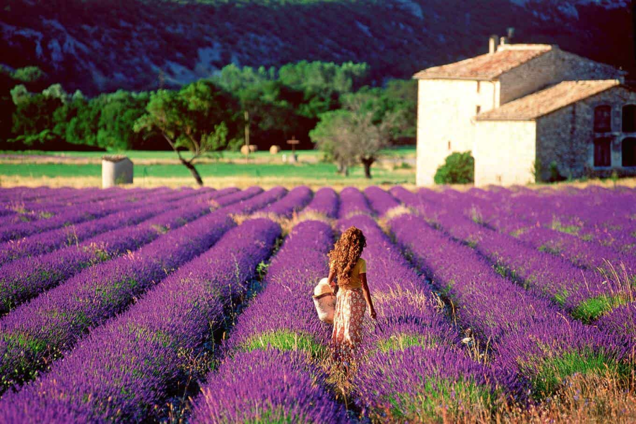 Mùa hoa Lavender tại Pháp không chỉ khiến du khách ngỡ ngàng, mà còn khơi gợi những cảm xúc lãng mạn, tinh tế