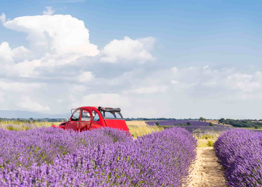 Vào mùa hè, những cánh đồng hoa Lavender nở rộ, thu hút đông đảo du khách đến tham quan và khám phá