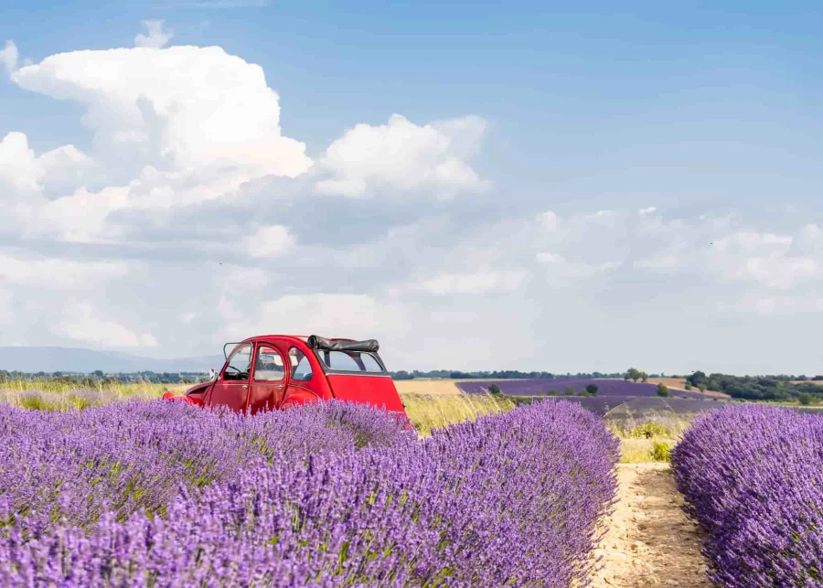 Vào mùa hè, những cánh đồng hoa Lavender nở rộ, thu hút đông đảo du khách đến tham quan và khám phá