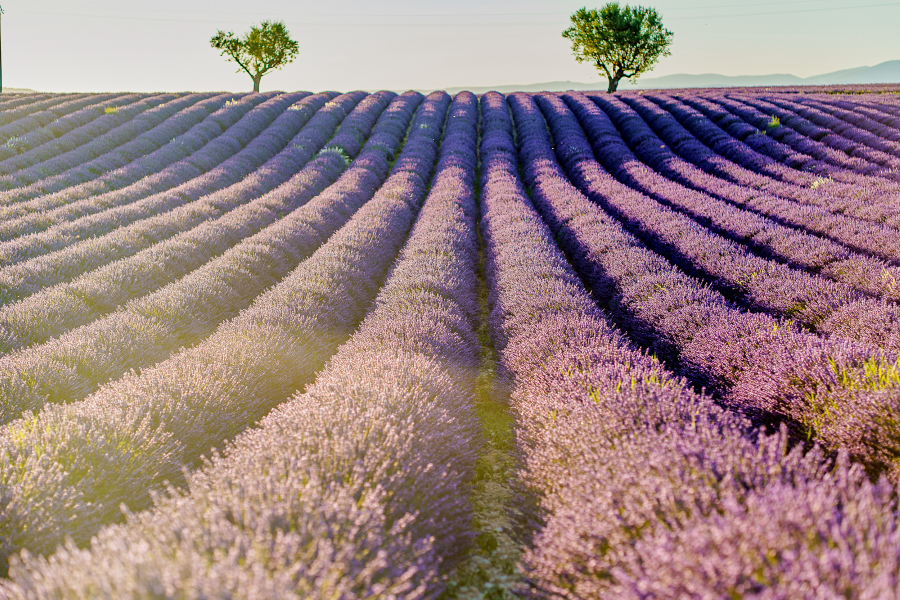 Mùa hoa Lavender tại Pháp là một khung cảnh thiên nhiên tuyệt đẹp, đầy quyến rũ