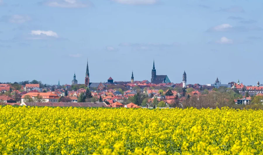 Oberlausitz khoác lên mình chiếc áo mới rực rỡ bởi sắc hoa cải vàng rực rỡ trải dài tít tắp
