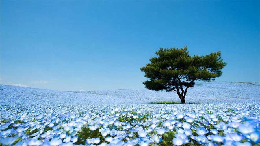 Cánh đồng hoa Nemophila ở đảo Honshu khiến mọi du khách đều ngất ngây như lạc vào chốn thần tiên