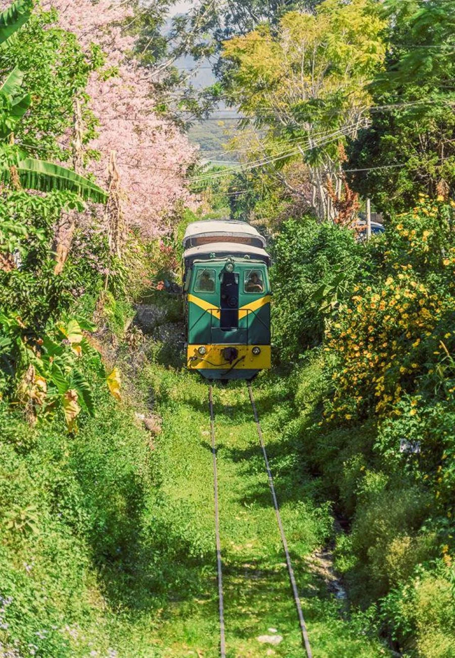Cung đường sắt có khung cảnh đẹp mê hồn tại Việt Nam Quy Nhơn - Tuy Hòa dài 108km, len lỏi những hàng cây xanh rì đầy thơ mộng