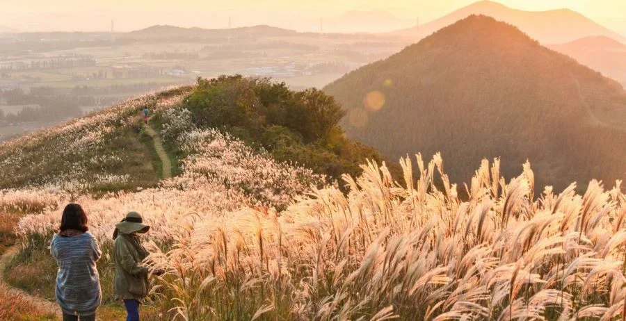Đảo Jeju - địa điểm nổi tiếng để ngắm cảnh đẹp mùa thu tại xứ sở kim chi