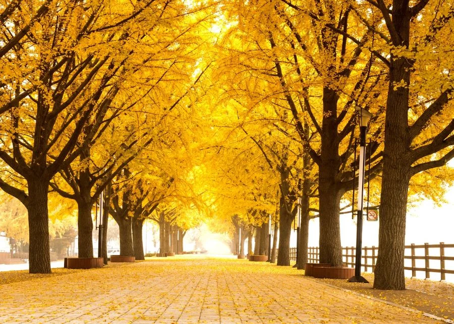 Con đường Asan Gingko Tree Road rực rỡ, lãng mạn là biểu tượng cho mùa thu Hàn Quốc