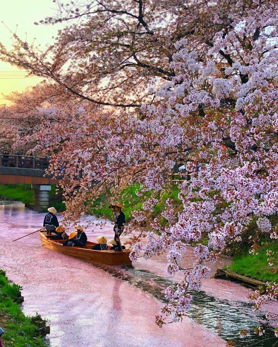 Ngồi thuyền ngắm hoa anh đào Nhật Bản