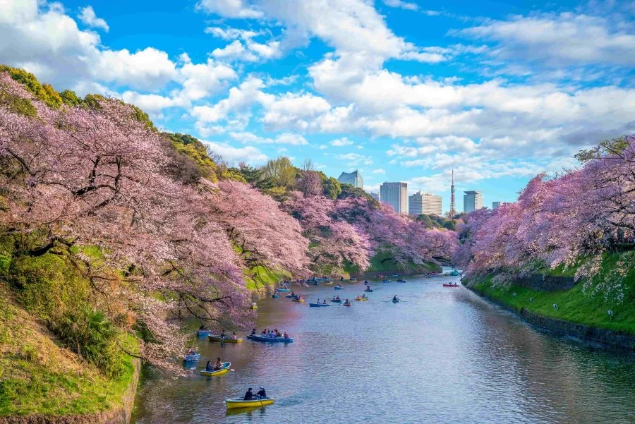 Với hơn 1500 cây anh đào, đến với công viên Shinjuku, bạn sẽ như đang lạc trôi giữa khoảng không gian đầy thơ mộng
