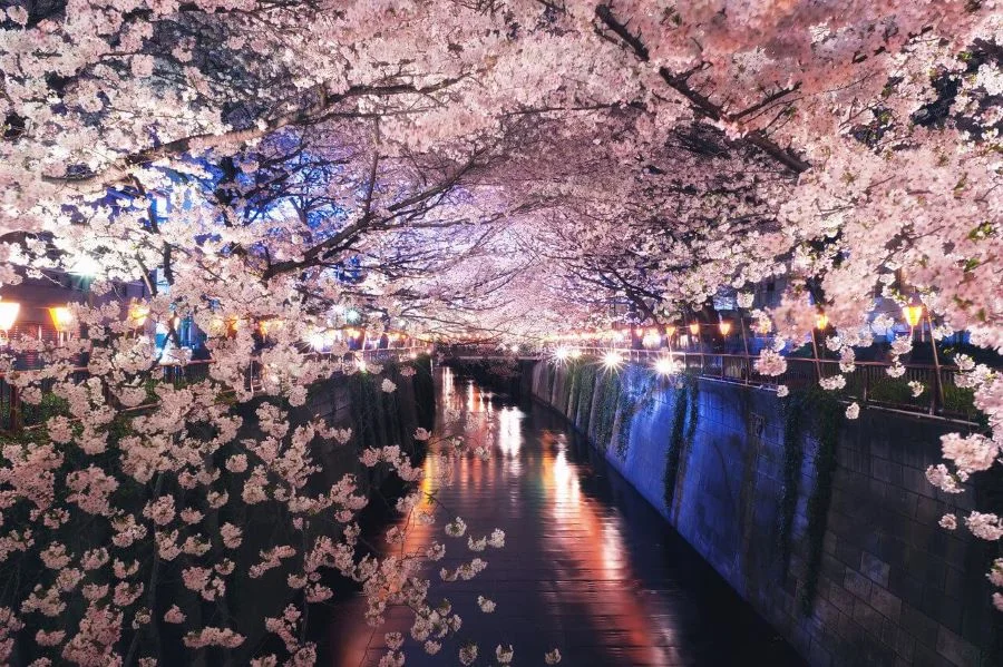 Có một Tokyo thảnh thơi giữa mùa hoa anh đào