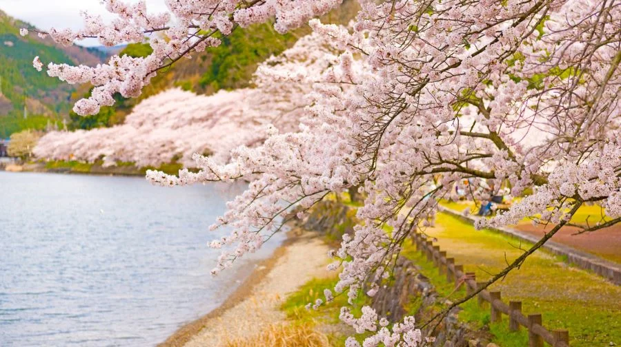 Ngắm trọn vẹn tất cả những điểm hoa anh đào nở đẹp nhất Kyoto