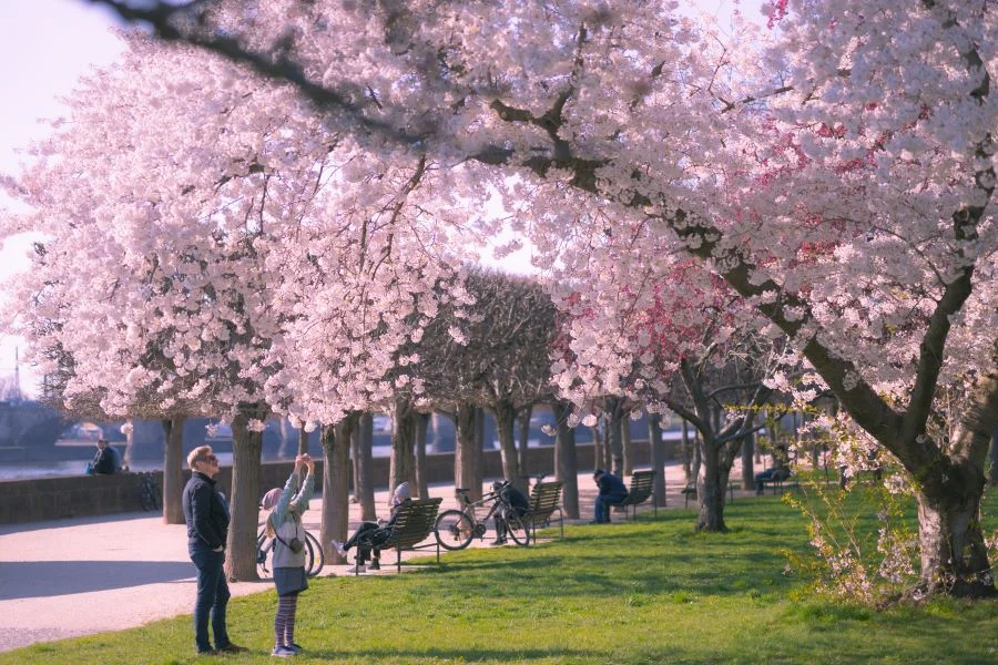 Về Vùng Fränkische Schweiz của nước Đức ngắm những cánh hoa anh đào rực rỡ