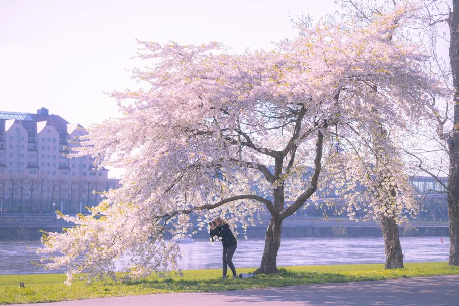 Tại Dresden, bạn có thể tận hưởng cảnh sắc đẹp của những cánh hoa anh đào nở rộ bên bờ sông Elbe