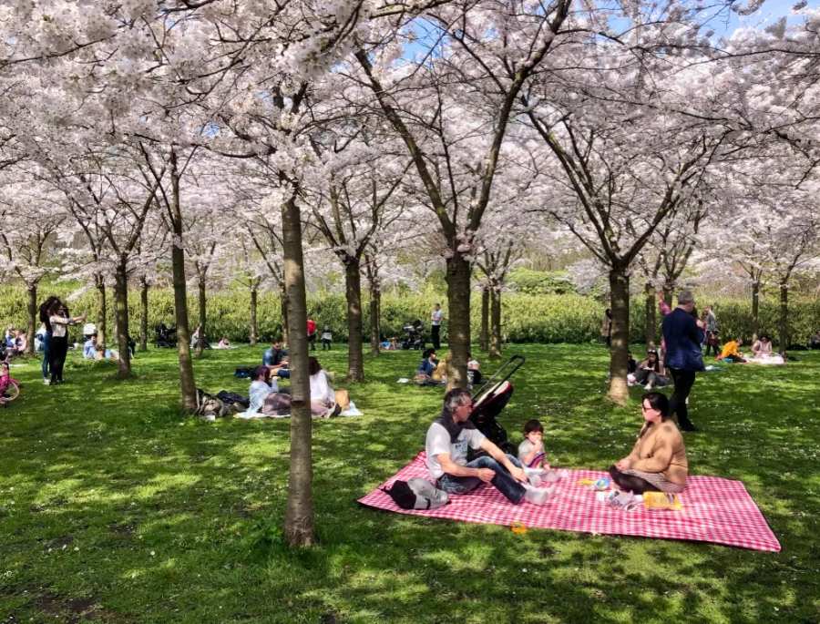 Hoa anh đào đã mang đến cho Amsterdam một vẻ đẹp mới mẻ và lãng mạn, thu hút khách du lịch tới tham quan và khám phá