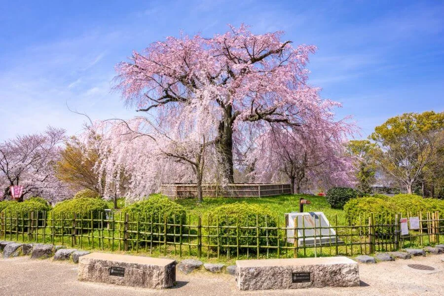 Công viên Maruyama là một điểm đến nổi tiếng trong Kyoto, đặc biệt là vào mùa hoa anh đào