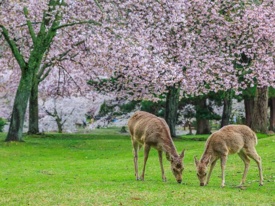 Khi mùa xuân đến, Nara Park trở thành một điểm đến lý tưởng để ngắm hoa anh đào