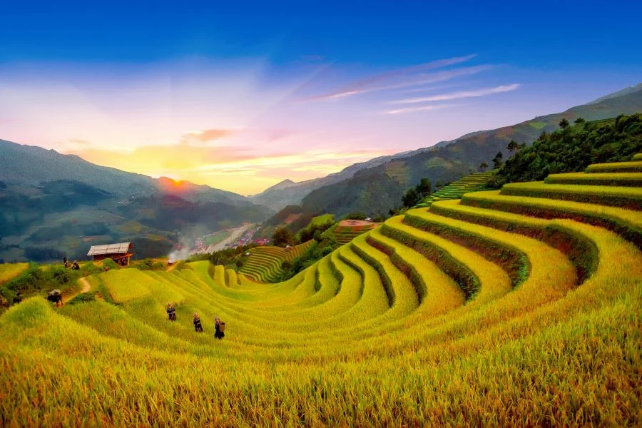 Khung cảnh Hà Giang mùa lúa chín
